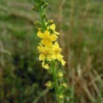 Agermåne-Agrimony