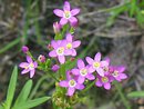 Centaury